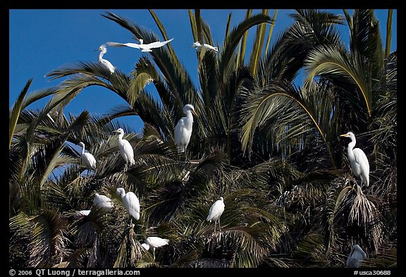 Egret rookery, Baylands. Palo Alto,  California, USA