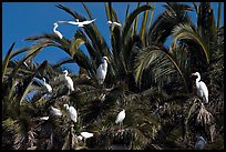 Egret rookery, Baylands. Palo Alto,  California, USA (color)