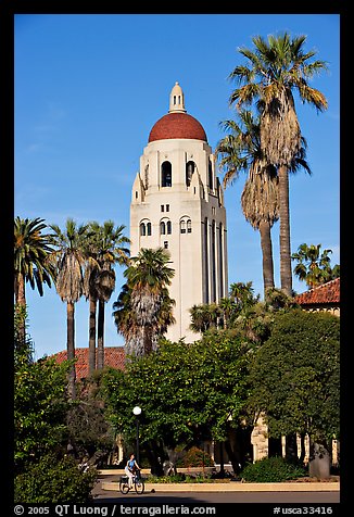 Hoover Tower seen from the Main  Quad, late afternoon. Stanford University, California, USA