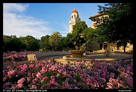 Hoover Tower and bed of roses, late afternoon. Stanford University, California, USA (color)