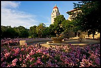 Hoover Tower and bed of roses, late afternoon. Stanford University, California, USA