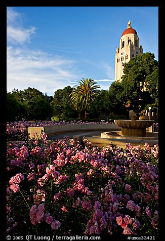 Roses, Green Library and Hoover Tower,  late afternoon. Stanford University, California, USA