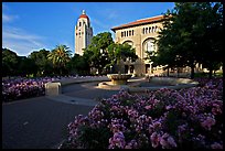 Bing Wing of Green Library and Hoover Tower,  late afternoon. Stanford University, California, USA ( color)