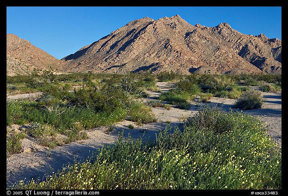 Wildflowers and Sheep Hole Mountains. California, USA