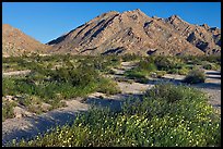 Wildflowers, Sheephole Mountains. Mojave Trails National Monument, California, USA ( color)