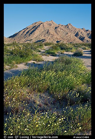 Wildflowers and desert mountains, Sheephole Valley Wilderness. Mojave Trails National Monument, California, USA (color)