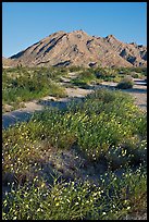 Wildflowers and desert mountains, Sheephole Valley Wilderness. Mojave Trails National Monument, California, USA ( color)