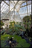 Aquatic plants section inside the Conservatory of Flowers. San Francisco, California, USA (color)