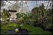 Water lilies in the the Conservatory of Flowers. San Francisco, California, USA