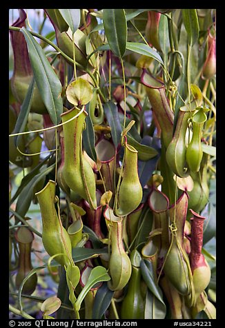 Carnivorous pitcher plant in the the Conservatory of Flowers. San Francisco, California, USA