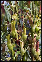 Carnivorous pitcher plant in the the Conservatory of Flowers. San Francisco, California, USA