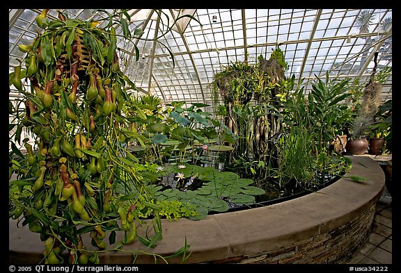 Carnivorous  plant in the Aquatic plants section of the Conservatory of Flowers. San Francisco, California, USA