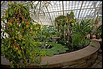 Carnivorous  plant in the Aquatic plants section of the Conservatory of Flowers. San Francisco, California, USA (color)