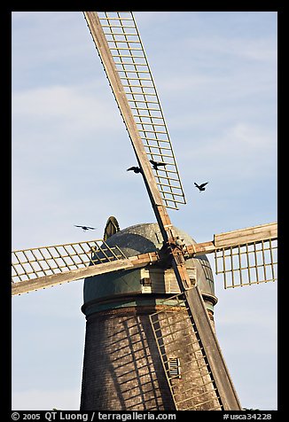 Crows and Dutch Mill. San Francisco, California, USA (color)