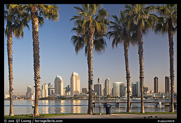 Palm trees and skyline, early morning. San Diego, California, USA