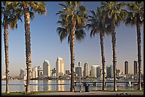 Palm trees and skyline, early morning. San Diego, California, USA