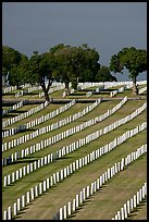 Fort Rosecrans National Cemetary, the third largest in the US. San Diego, California, USA (color)