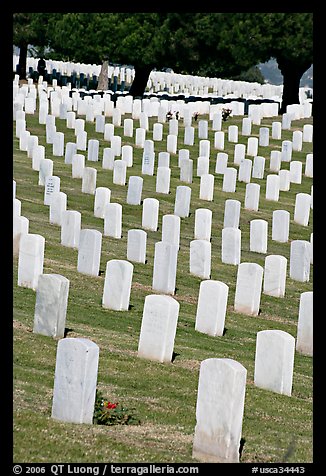 Gravestones and trees, Fort Rosecrans National Cemetary, Point Loma. San Diego, California, USA