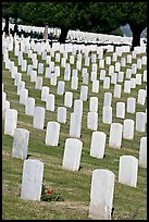 Gravestones and trees, Fort Rosecrans National Cemetary, Point Loma. San Diego, California, USA