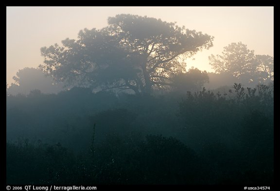 Pine trees in fog, sunrise, Torrey Pines State Preserve. La Jolla, San Diego, California, USA