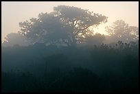 Pine trees in fog, sunrise, Torrey Pines State Preserve. La Jolla, San Diego, California, USA