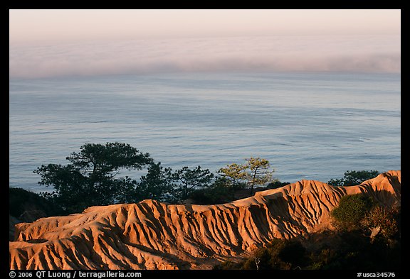 Eroded bluffs, ocean and fog, sunrise, Torrey Pines State Preserve. La Jolla, San Diego, California, USA (color)