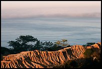 Eroded bluffs, ocean and fog, sunrise, Torrey Pines State Preserve. La Jolla, San Diego, California, USA (color)