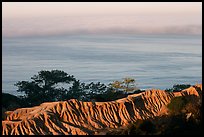 Eroded bluffs, ocean and fog, sunrise, Torrey Pines State Preserve. La Jolla, San Diego, California, USA