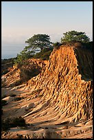 Pictures of Torrey Pines