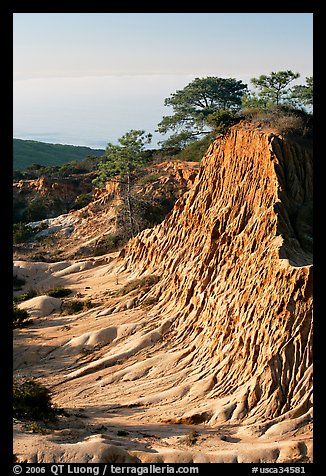 Rare Torrey Pine trees on sandstone promontory,  Torrey Pines State Preserve. La Jolla, San Diego, California, USA (color)