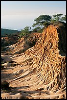 Rare Torrey Pine trees on sandstone promontory,  Torrey Pines State Preserve. La Jolla, San Diego, California, USA