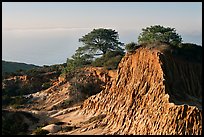 Torrey Pine trees on eroded hill,  Torrey Pines State Preserve. La Jolla, San Diego, California, USA