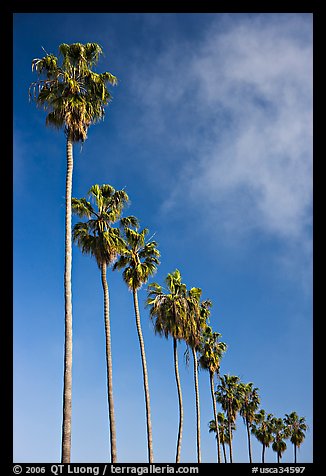 Row of palm trees. La Jolla, San Diego, California, USA