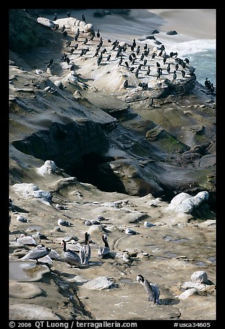 Pelicans and cormorants, the Cove. La Jolla, San Diego, California, USA