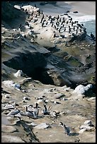 Pelicans and cormorants, the Cove. La Jolla, San Diego, California, USA ( color)