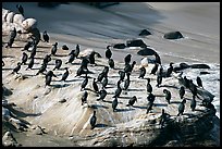 Cormorants, the Cove. La Jolla, San Diego, California, USA