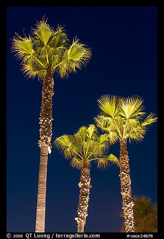 Lighted palm trees by night. Huntington Beach, Orange County, California, USA (color)