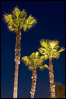 Lighted palm trees by night. Huntington Beach, Orange County, California, USA (color)