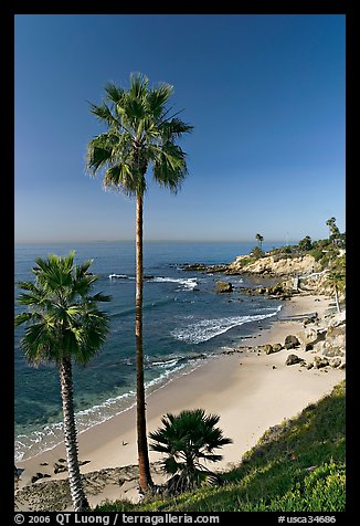 Palm trees and Rockpile Beach. Laguna Beach, Orange County, California, USA