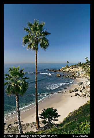 Palm trees and Rockpile Beach. Laguna Beach, Orange County, California, USA (color)