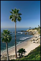 Palm trees and Rockpile Beach. Laguna Beach, Orange County, California, USA