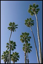 Palm trees. Laguna Beach, Orange County, California, USA