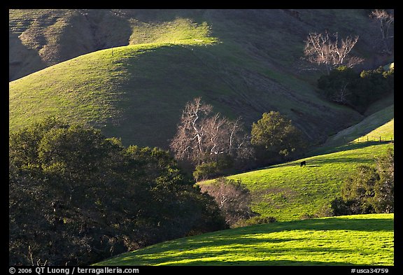 Pastures and hills. California, USA