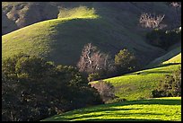 Pastures and hills. Morro Bay, USA