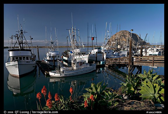 Flowers, harbor, and Morro Rock, morning. Morro Bay, USA