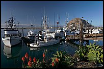 Flowers, harbor, and Morro Rock, morning. Morro Bay, USA (color)