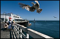 Seagull landing, Wharf. Santa Cruz, California, USA (color)