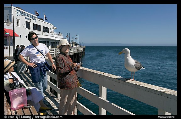 Tourists looking at a seagull on the wharf. Santa Cruz, California, USA (color)