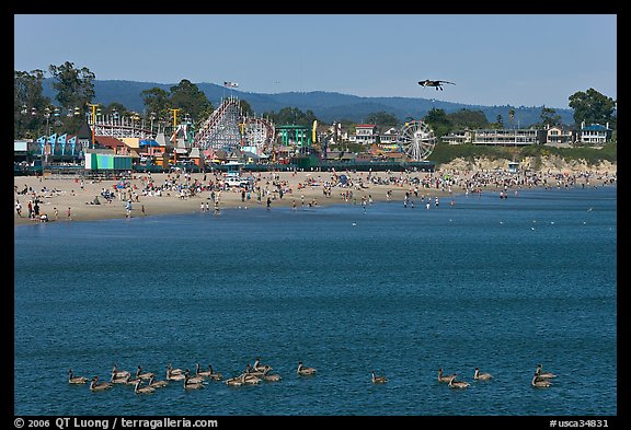Pelicans, beach, and amusement park. Santa Cruz, California, USA