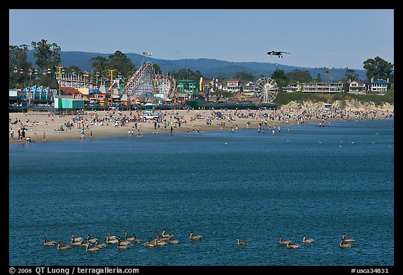 Pelicans, beach, and amusement park. Santa Cruz, California, USA (color)